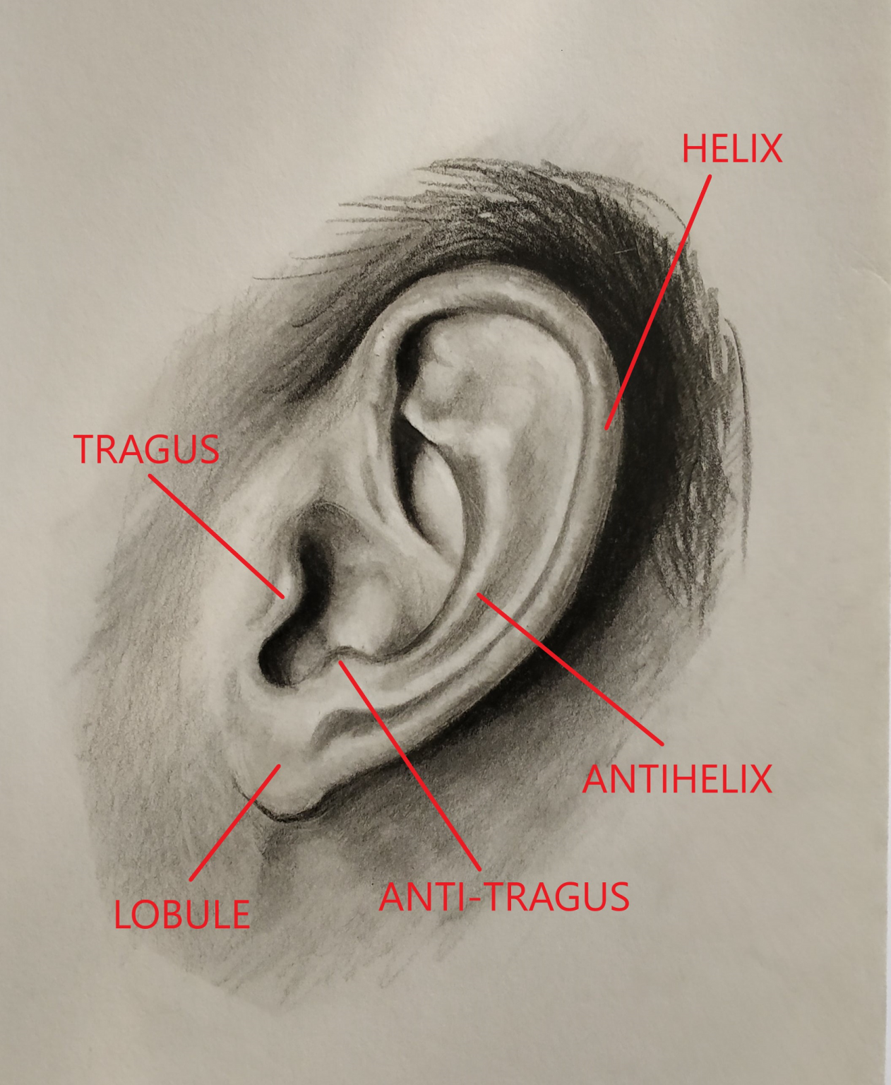 human ear drawing easy